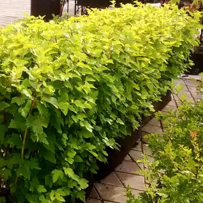 Комплект АНГЕЛ ГОЛД в Рогачеве