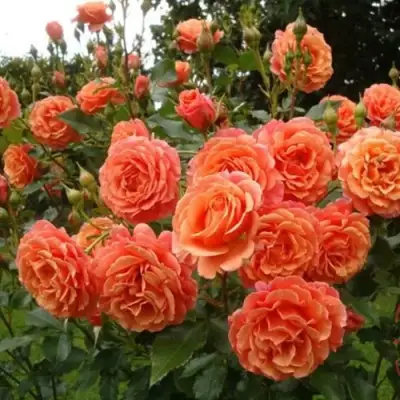 Роза БЕЛЬВЕДЕР шраб в Рогачеве