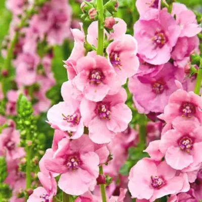 Коровяк ПИНК ДОМИНО гибридный (вербаскум) в Рогачеве
