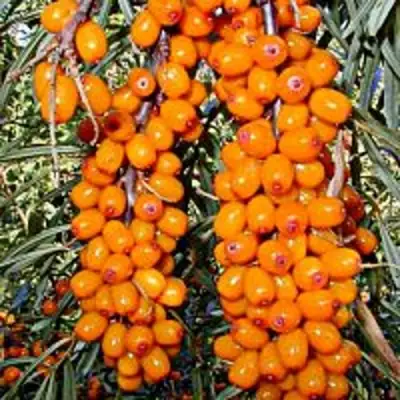 Облепиха СУДАРУШКА в Рогачеве