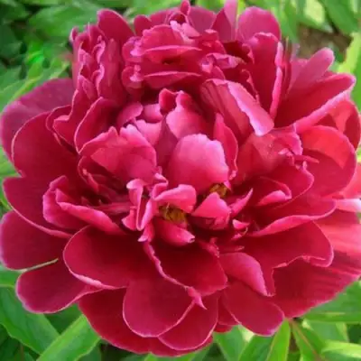 Пион КИТАЙСКИЙ ШЕЛК травянистый в Рогачеве