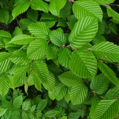 Граб  в Рогачеве