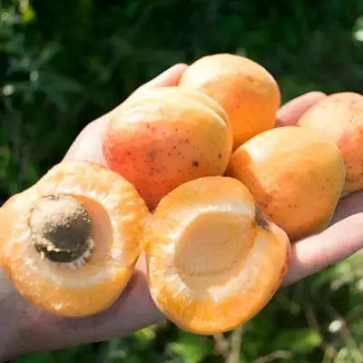 Абрикос ХАРГРАНД в Рогачеве