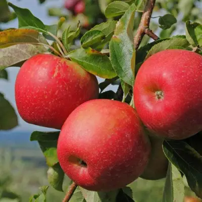 Яблоня ГАЛА МАСТ в Рогачеве