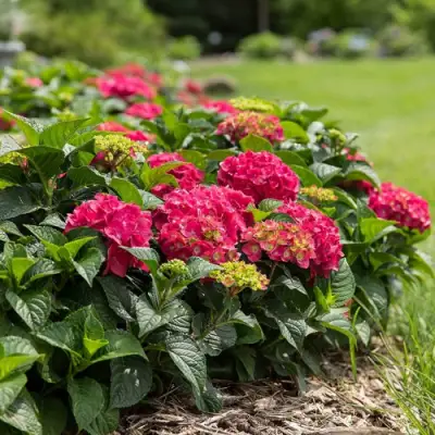 Гортензия ЭНДЛЕСС САММЕР ЛАВ крупнолистная в Рогачеве