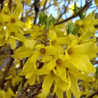 Форзиция ФОРЧУНА в Рогачеве