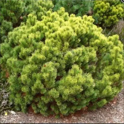 Ель ДАНС ДВАРФ обыкновення в Рогачеве