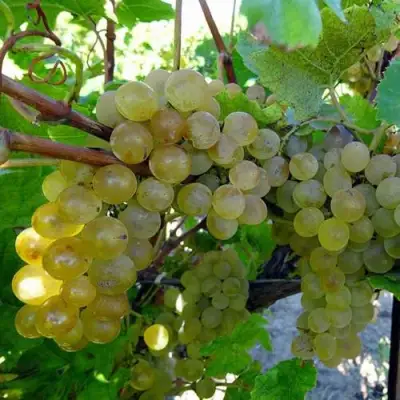 Виноград КРИСТАЛЛ в Рогачеве