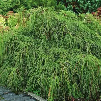 Кипарисовик ФИЛИФЕРА НАНА горохоплодный  в Рогачеве