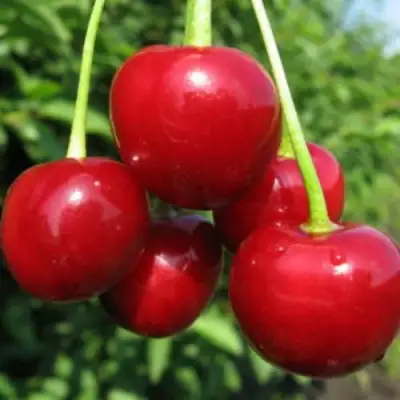 Дюк ПРЕВОСХОДНАЯ ВЕНЬЯМИНОВА в Рогачеве