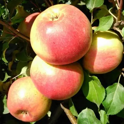 Яблоня ЭМБАССИ в Рогачеве