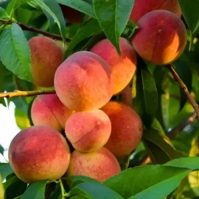 Персик ЗОЛОТОЙ ЮБИЛЕЙ в Рогачеве