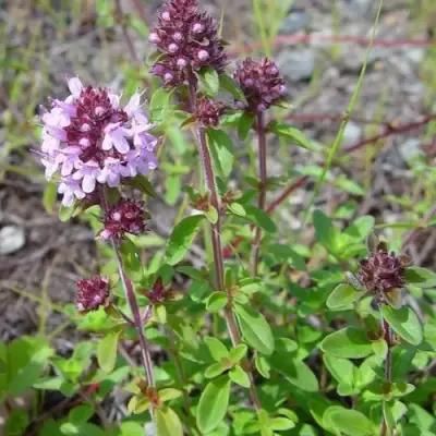 Тимьян яйцевидный в Рогачеве