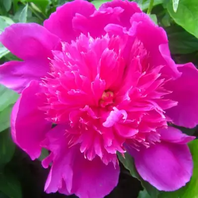 Пион РОЗОВЫЙ БУДДА травянистый в Рогачеве