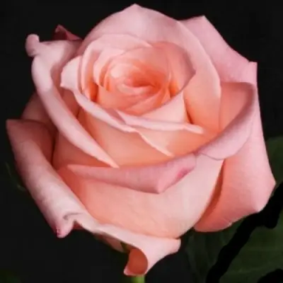 Роза АНГАЖЕМЕНТ чайно-гибридная в Рогачеве