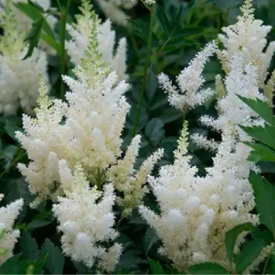 Астильба ХЭППИ ДЕЙ Арендса в Рогачеве