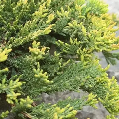 Можжевельник ГОЛДЕН КАРПЕТ горизонтальный  в Рогачеве