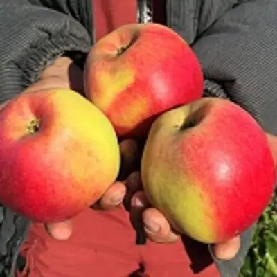 Яблоня СОКОЛОВСКОЕ стелющаяся в Рогачеве