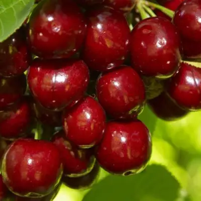 Черешня ВАЛЕРИЙ ЧКАЛОВ в Рогачеве