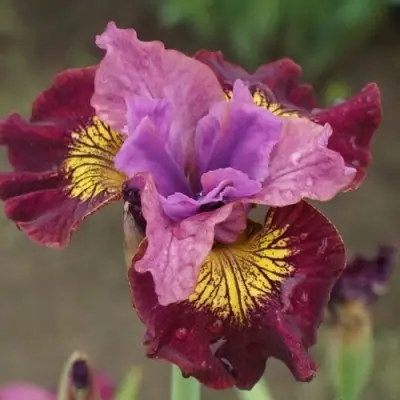 Ирис МИСС ЭППЛ сибирский в Рогачеве