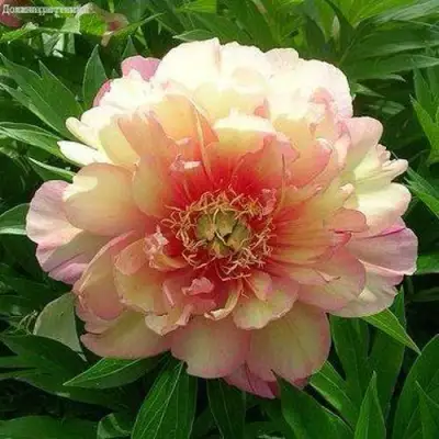 Пион ДЖУЛИЯ РОУЗ ито-гибрид в Рогачеве