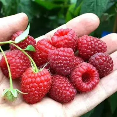 Малина ХИМБО-ТОП в Рогачеве