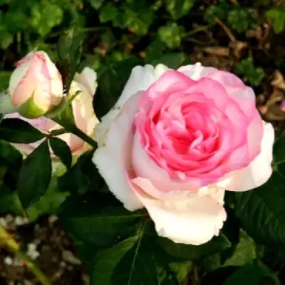 Роза ДОЛЬЧЕ ВИТА чайно-гибридная в Рогачеве