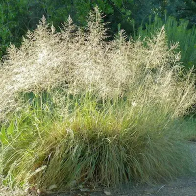 Каплесеменник воздушный в Рогачеве