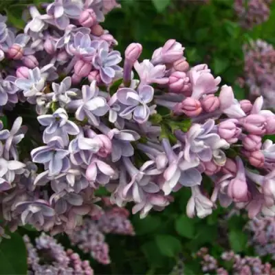 Сирень КОНДОРСЕ в Рогачеве