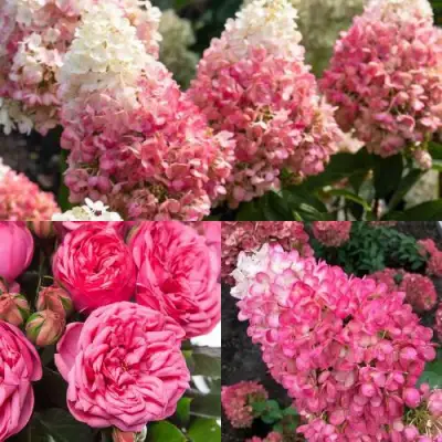 Комплект МАЛИНОВЫЙ ДЕСЕРТ в Рогачеве