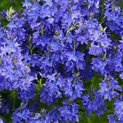 Вероника РОЯЛ БЛЮ большая в Рогачеве