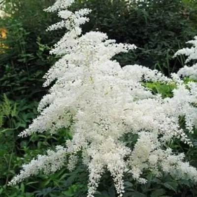 Астильба БРАУТШЛЕЙЕР Арендса в Рогачеве