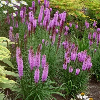 Лиатрис РОЗЕА колосковая в Рогачеве