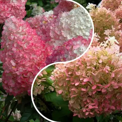 Комплект МАЛИНОВЫЙ ЗАКАТ в Рогачеве