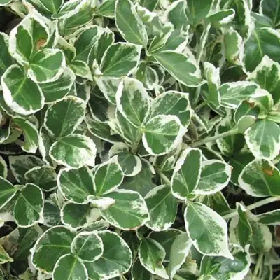 Бересклет ЭМЕРАЛЬД ГАИТИ форчуна  в Рогачеве