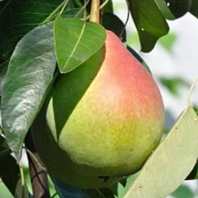 Груша ТАТЬЯНА в Рогачеве