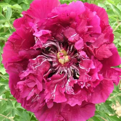 Пион ПУРПУРНЫЙ ОКЕАН древовидный в Рогачеве