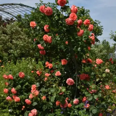 Роза ДИ ДИ БРИДЖУОТЕР плетистая в Рогачеве