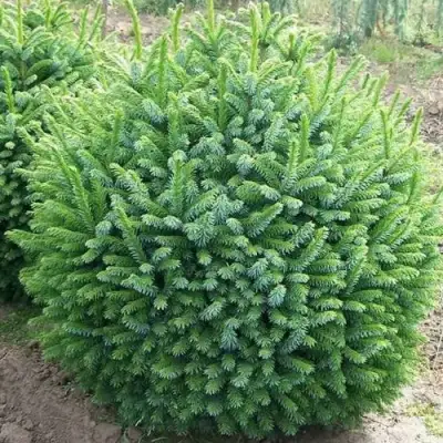 Ель НАНА сербская в Рогачеве