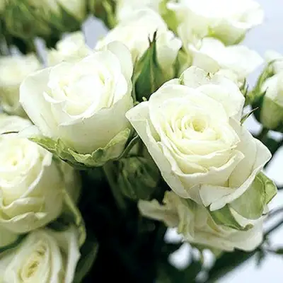 Роза СНОУФЛЕЙК спрей в Рогачеве