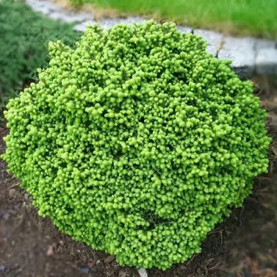 Ель ЛИТЛ ДЖЕМ обыкновенная в Рогачеве