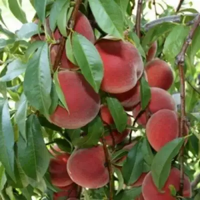 Персик ЮБИЛЕЙ СТОЛИЦЫ колонновидный в Рогачеве