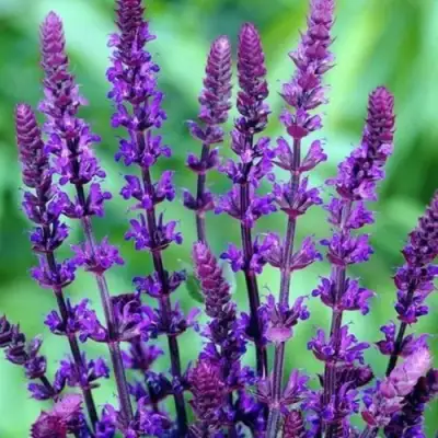 Шалфей КАРАДОНА в Рогачеве