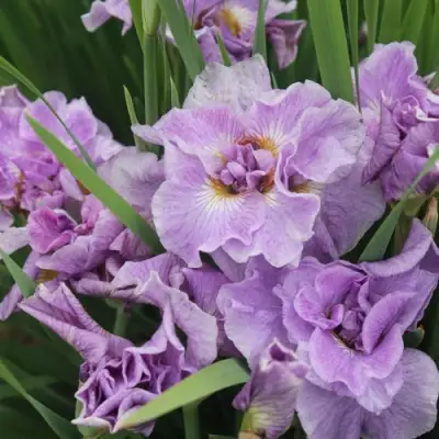 Ирис ХЭВИНГ ФАН сибирский в Рогачеве