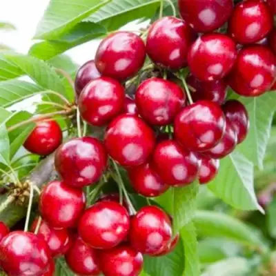 Вишня МАЛЮТКА колонновидная в Рогачеве