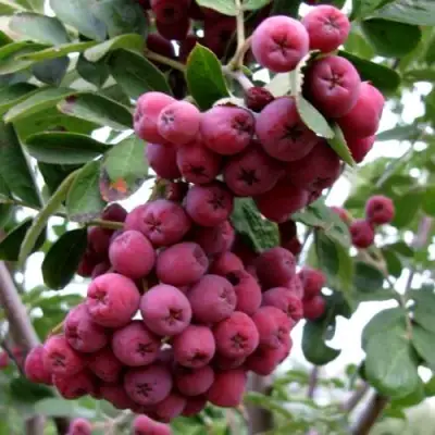 Рябина ТИТАН сладкоплодная  в Рогачеве