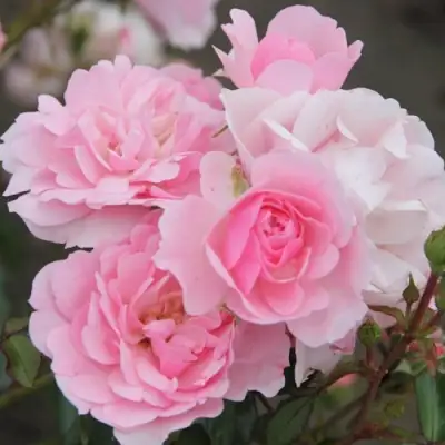 Роза БОНИКА флорибунда в Рогачеве