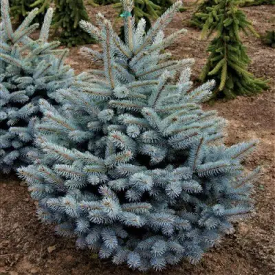 Ель МИСТИ БЛЮ голубая в Рогачеве