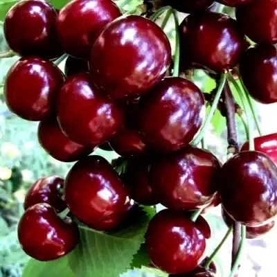 Черешня ОЛЕНЬКА в Рогачеве