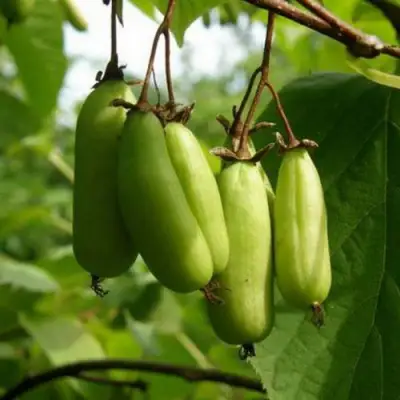 Актинидия Витакола